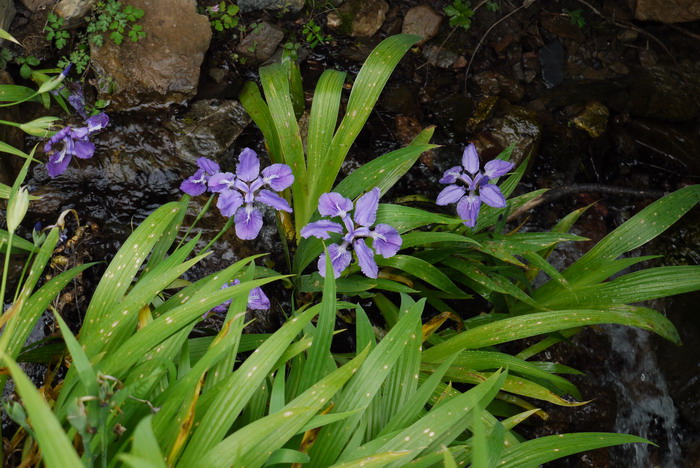 百日菊