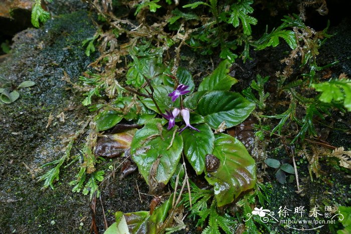 适合平原种植的药材