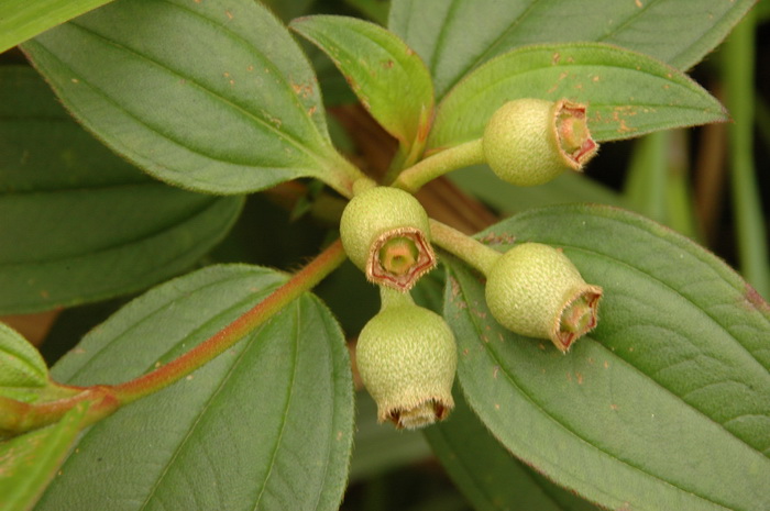 冰草种植方法和季节