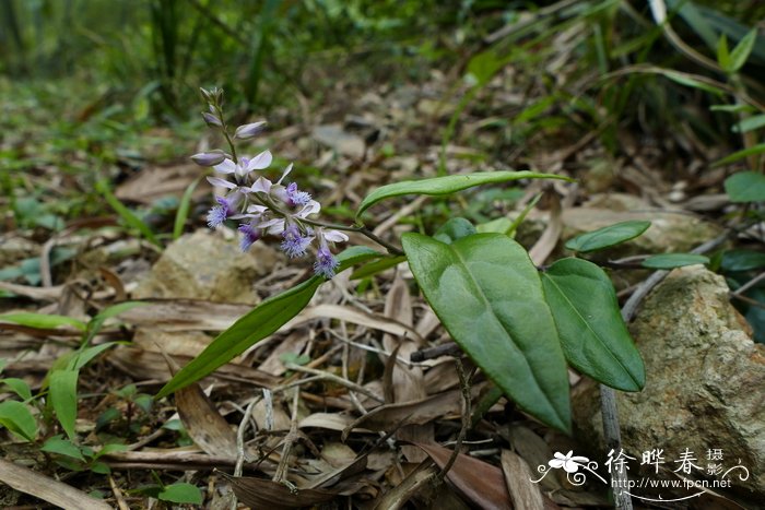 花语是希望与新生的花