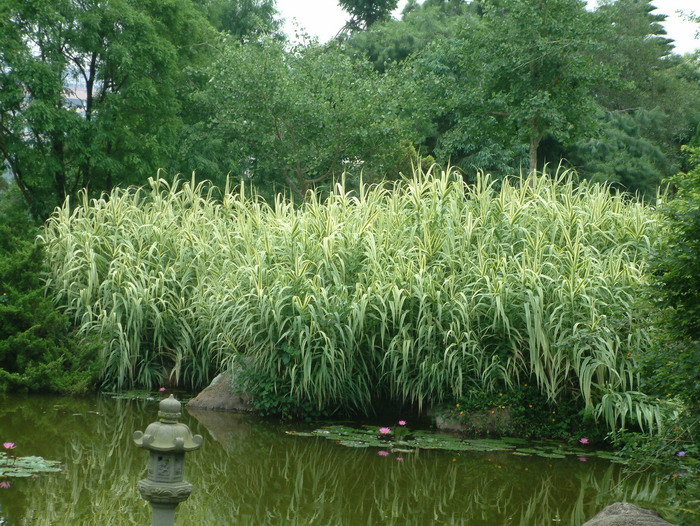 苹果水果拼盘图片