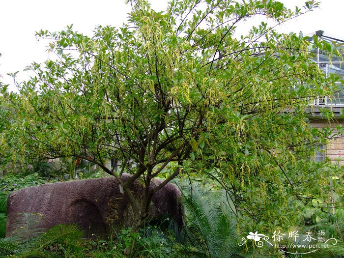 春季种植油菜花需要注意什么