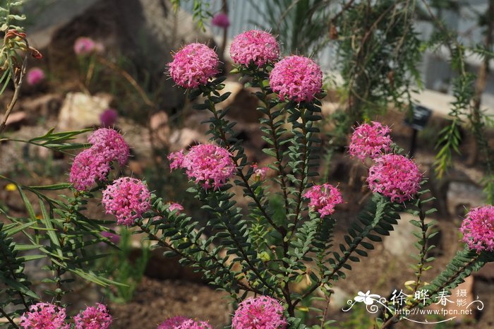 裸子植物有花和果实吗