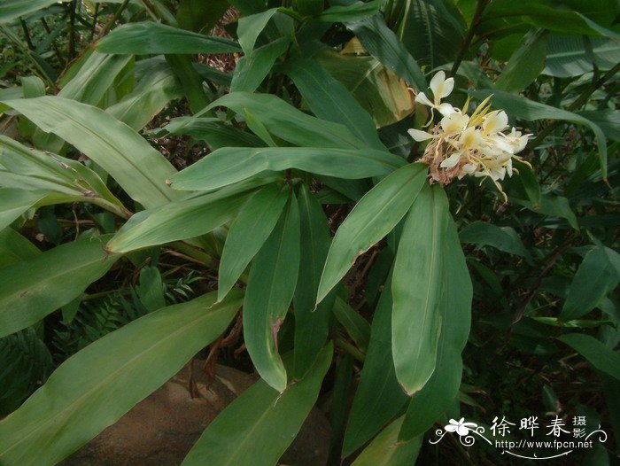 19朵红玫瑰花语是什么意思