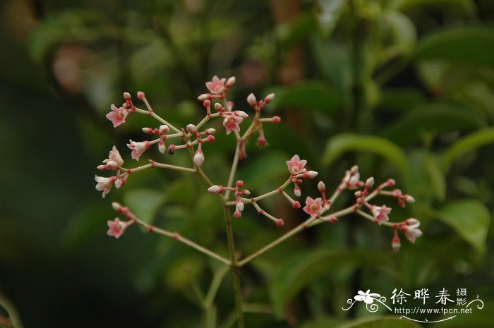 白玉兰花树