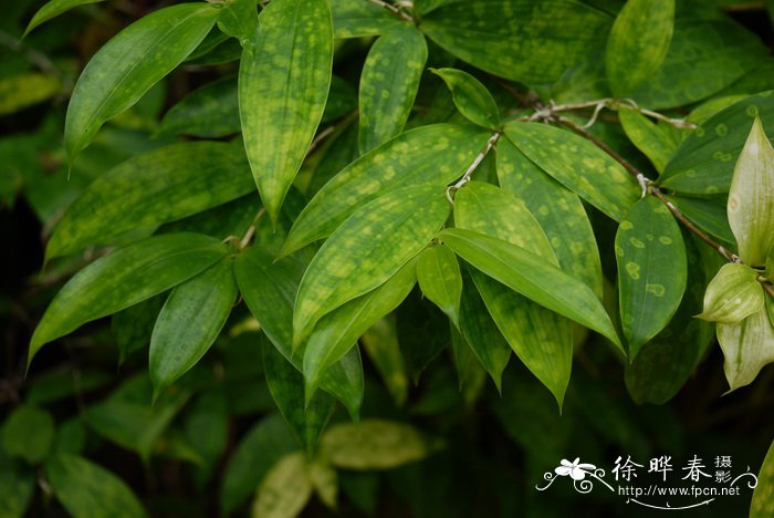 茉莉花花语象征与寓意