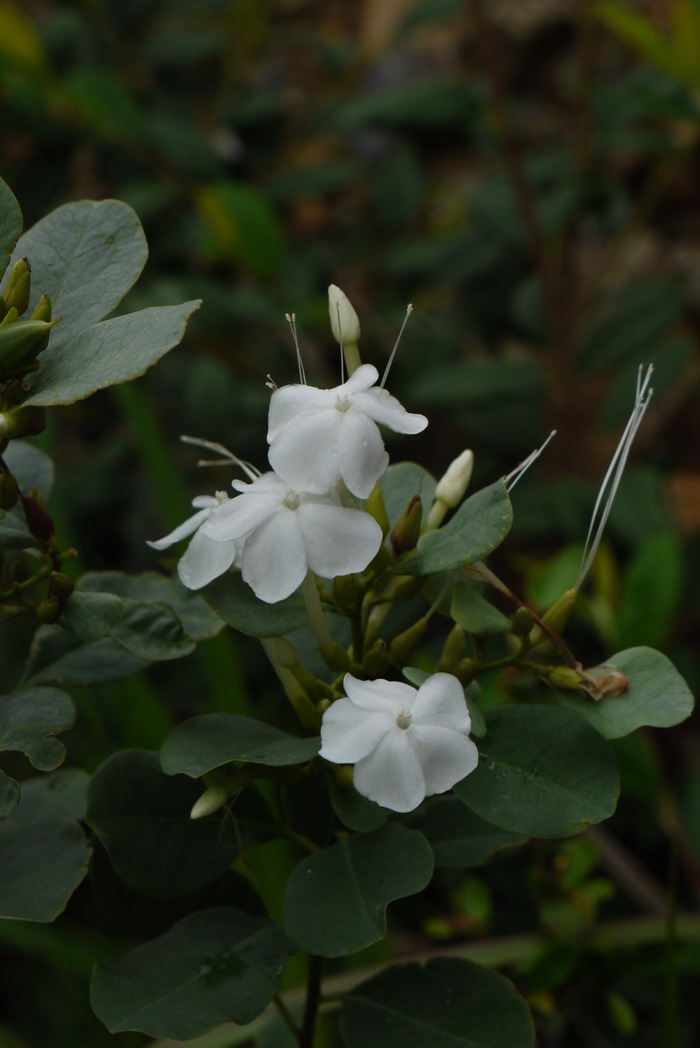 99朵红玫瑰花束图片大全