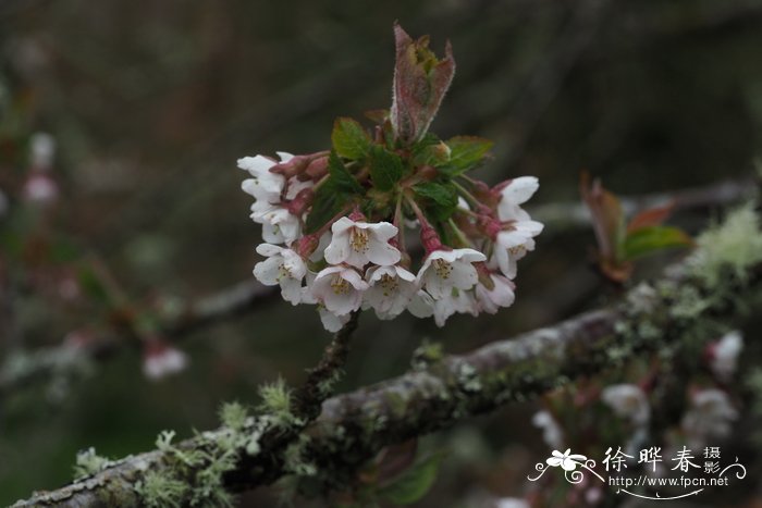 爬山虎