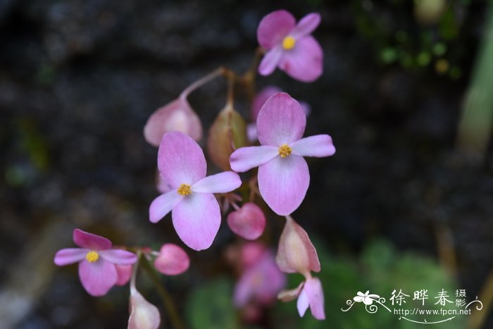 蓝色玫瑰花