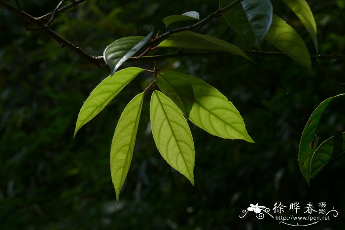 樱花树苗的种植方法