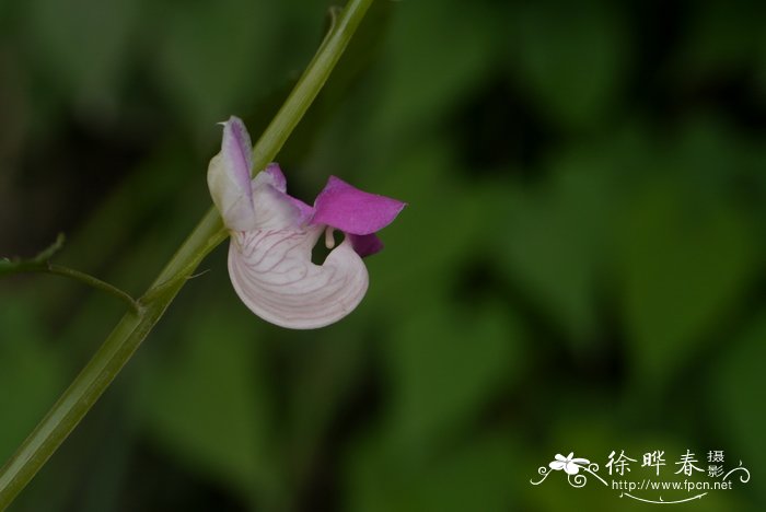 梯牧草