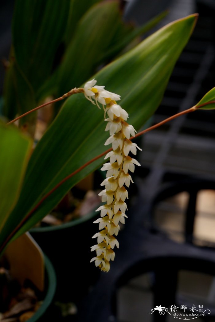 水仙花几点开花