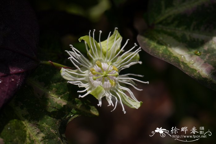 康乃馨的花语和寓意