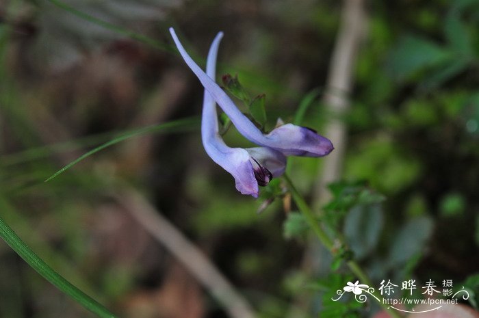 象征希望的花