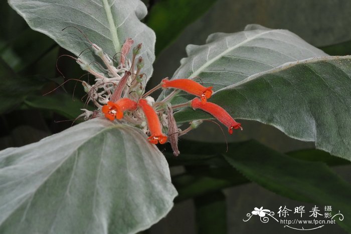 河南洛阳牡丹节