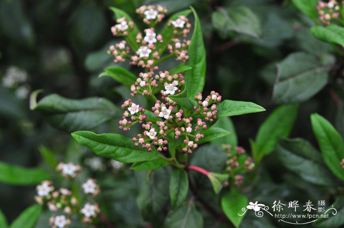 高山槐花开