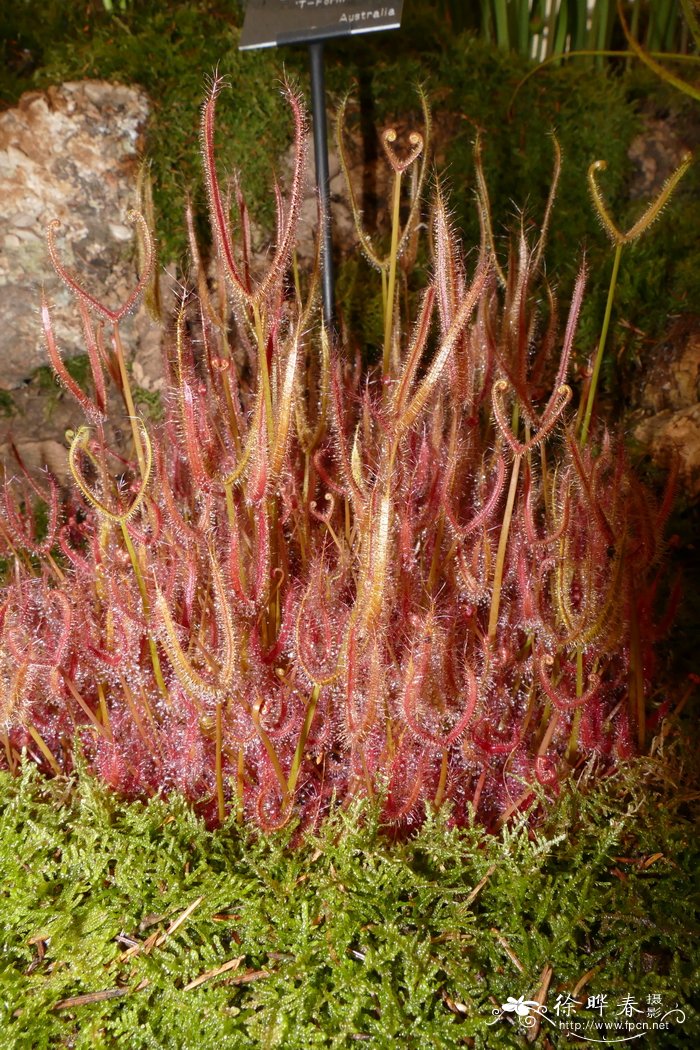 茶花树苗