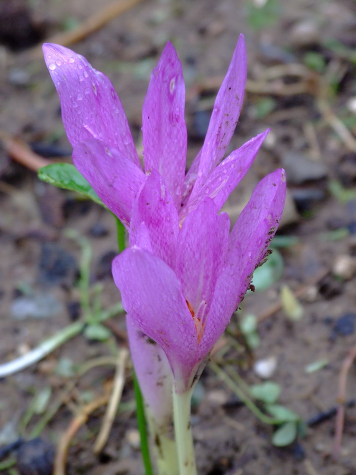 25朵玫瑰花语