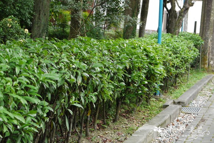 有性繁殖和无性繁殖的区别