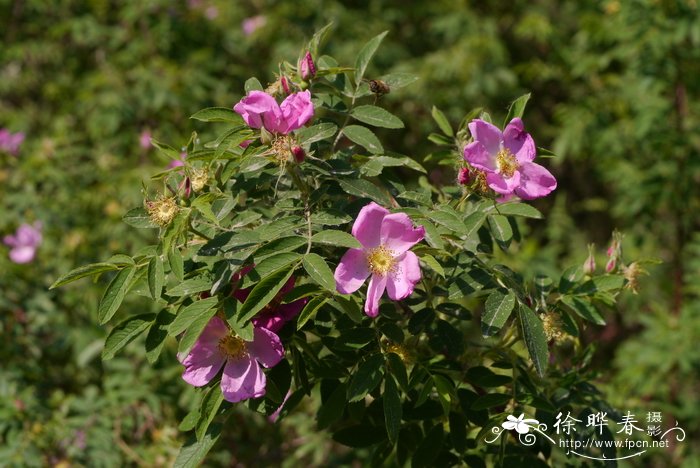 洋槐花怎么吃