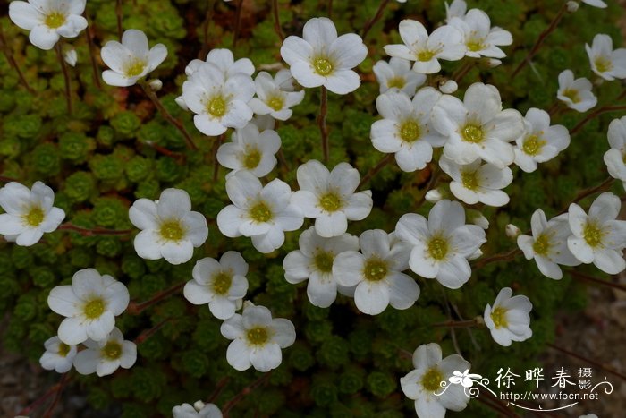 丁香花的样子图片