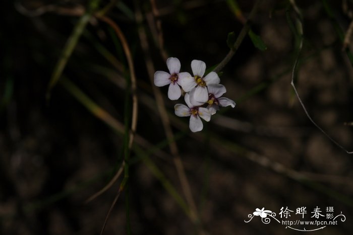 仙鹤草的作用