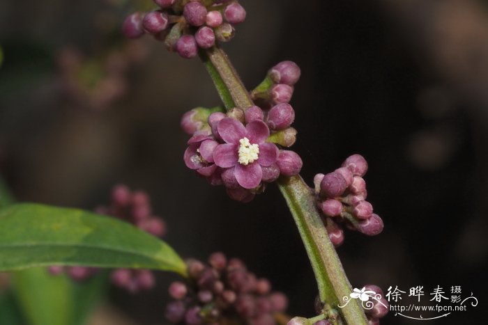 文竹黄叶了怎么补救