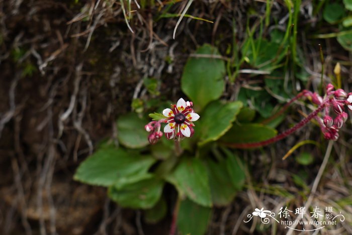 25朵玫瑰花语