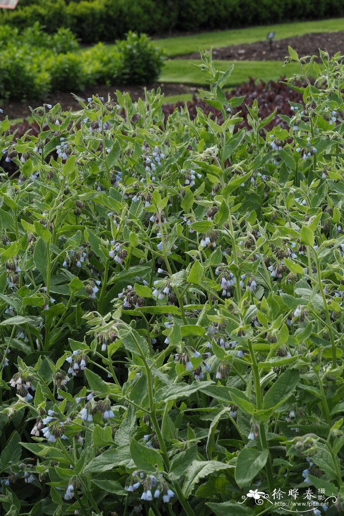 九里香花适合在室内养吗