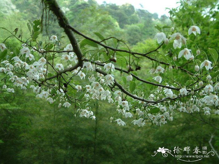 高杆石楠