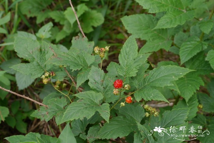 珍珠绣线菊