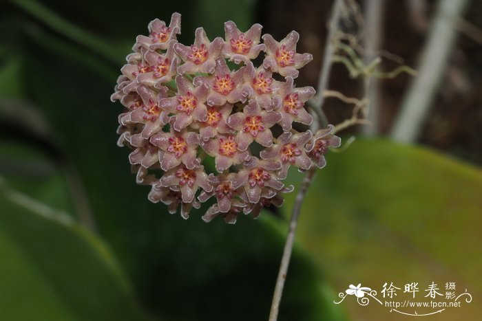 昙花花语