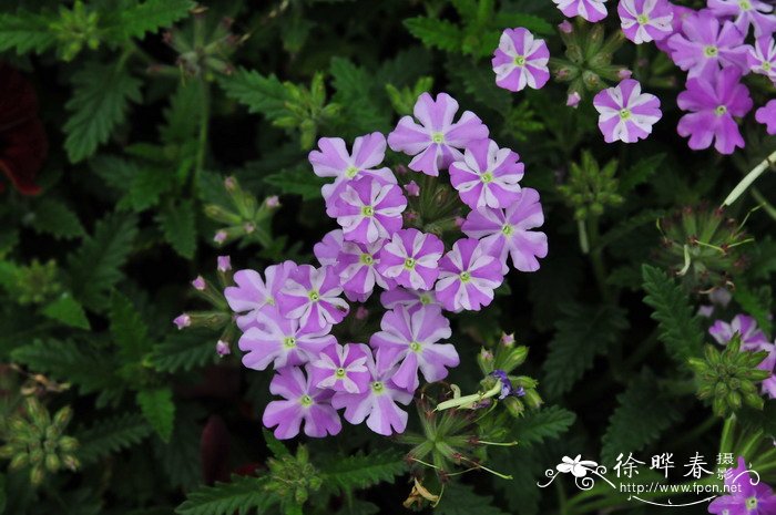 温州市花