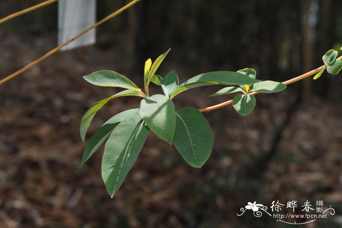 小叶龙船花