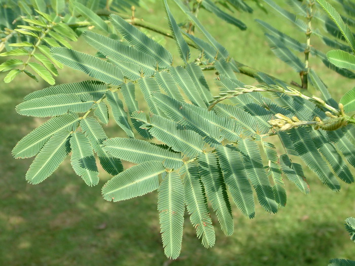 种植构树