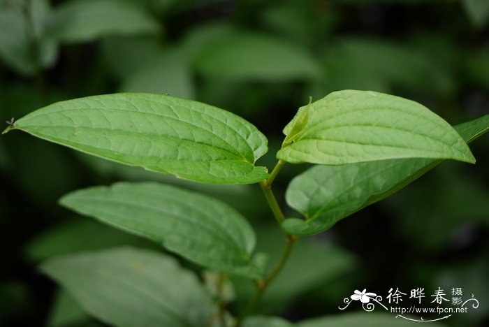 鸡骨草图片