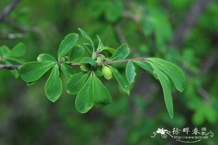 干松茸图片