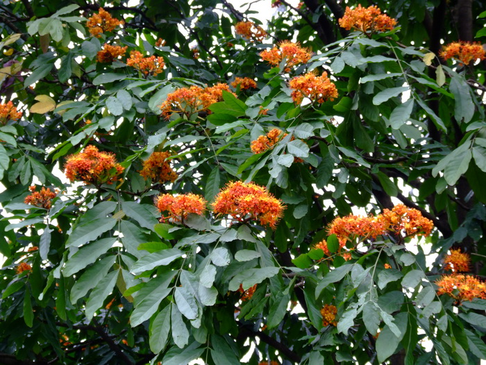 野菊花价格