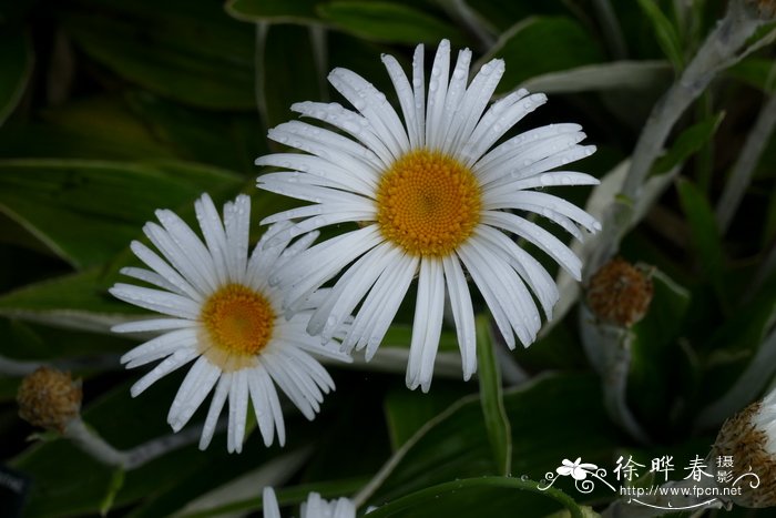 灵芝图片