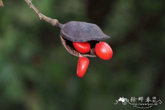 幸福树开花吗图片