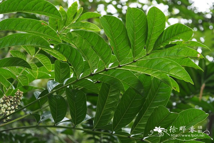 种植构树