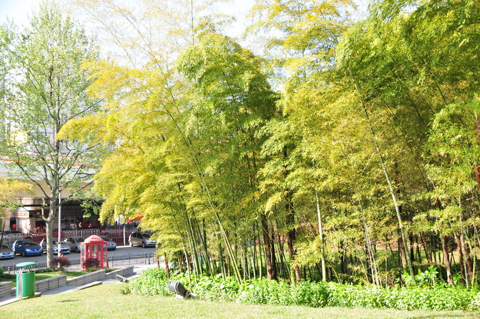 九里香花适合在室内养吗