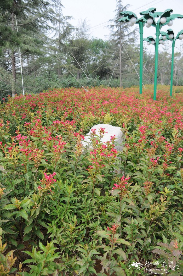 幸福树开花吗图片