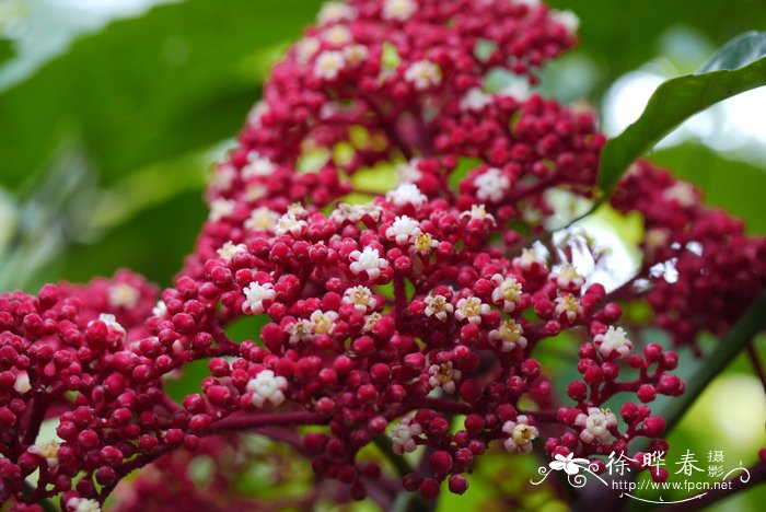 龙骨开花吗