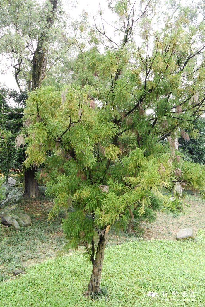 草坪种植方法