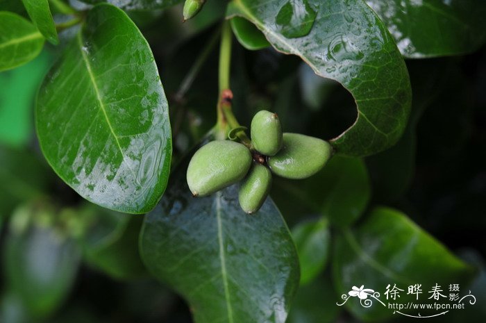 三八节送什么花