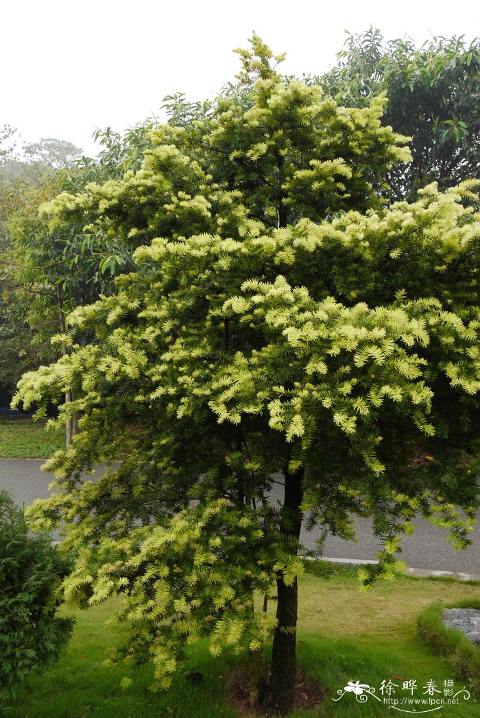 昆明的市花