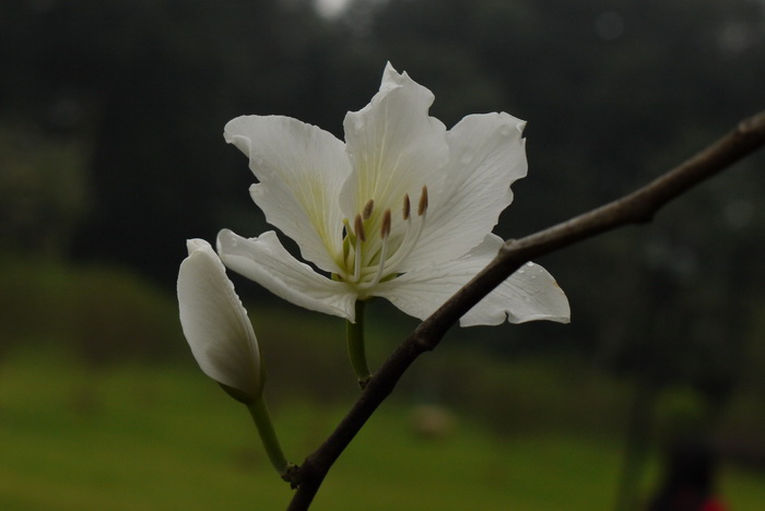 兰花为什么不开花