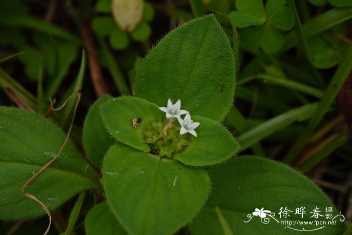 花盆里的小飞虫怎么消灭小窍门