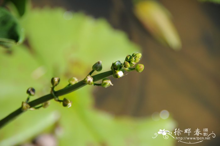 白菜根